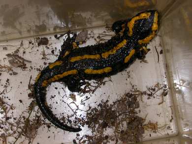 salamandre1