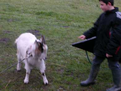 Chevre